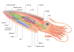 internal-anatomy-of-a-squid