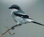 shrike
