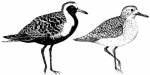 plover2