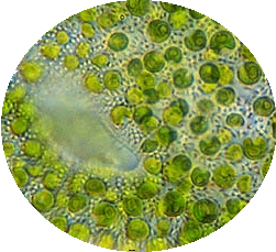chlorella