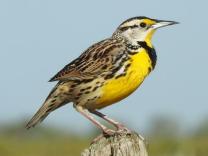 meadowlark